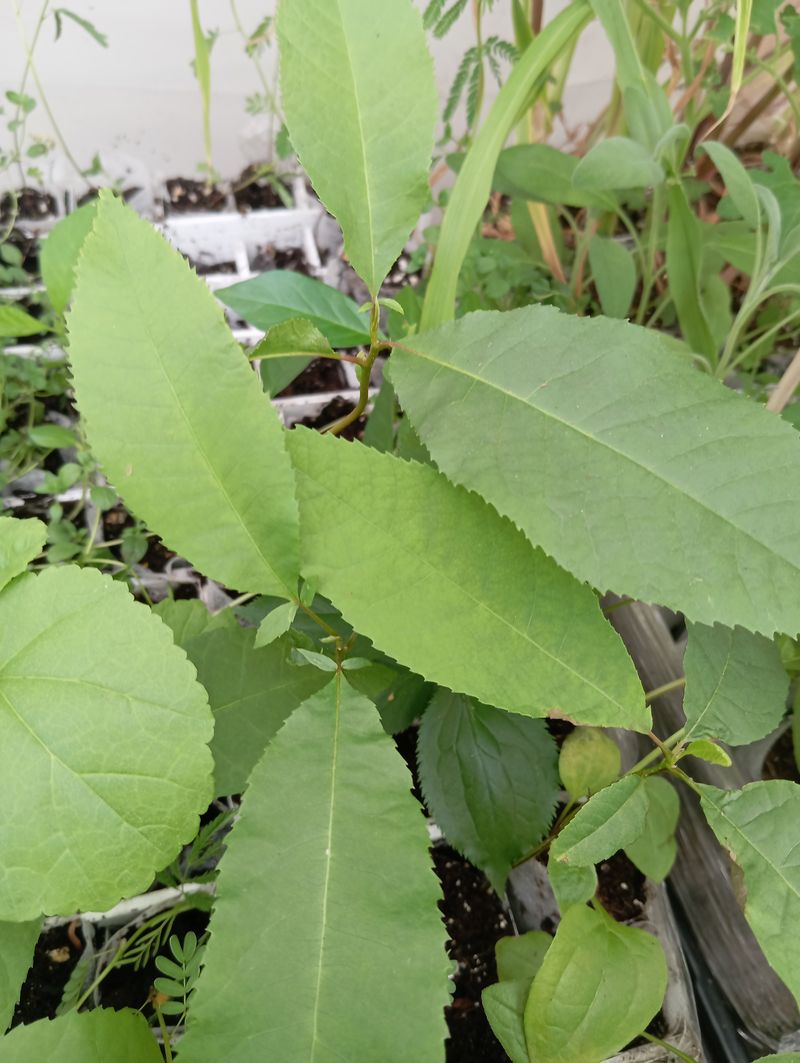 Carya illinoinensis